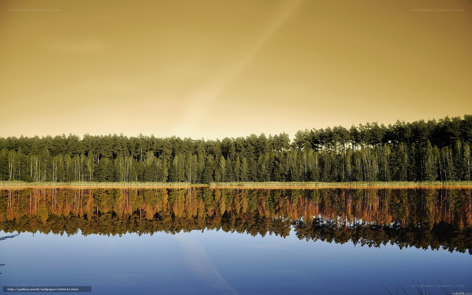 Forest lake reflection