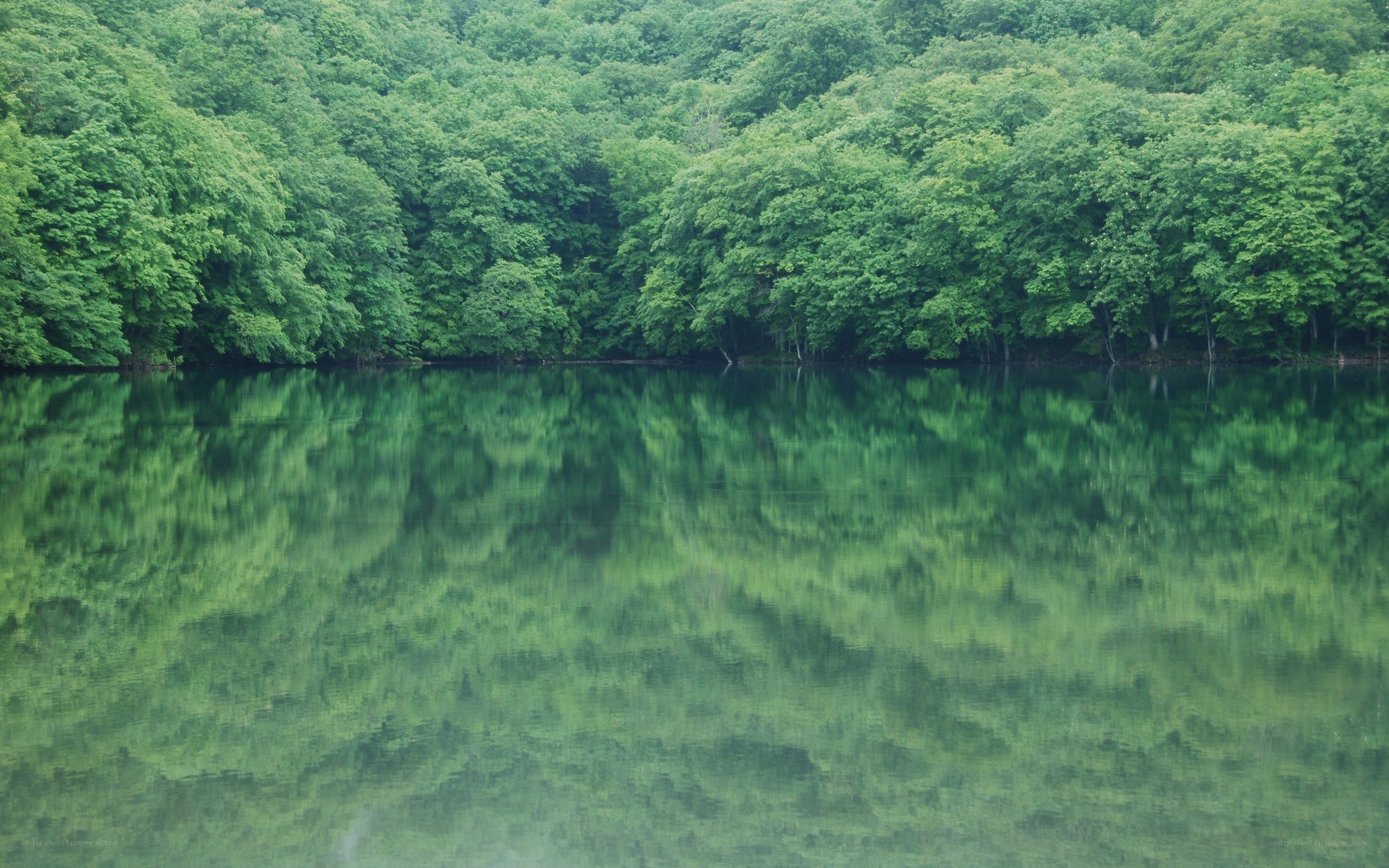 Forest lake reflection