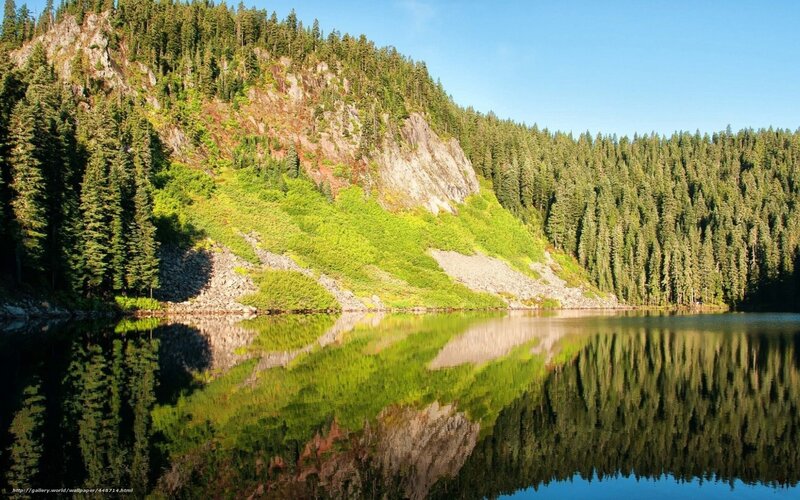 Forest lake reflection