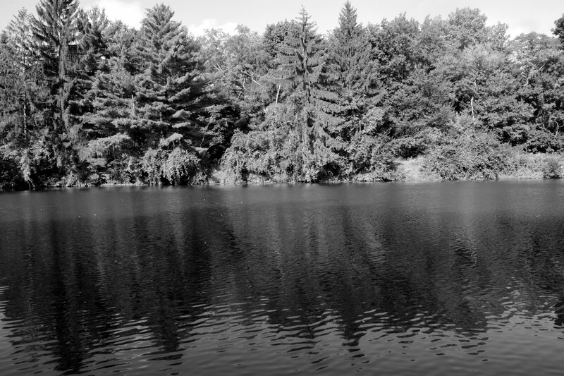 Forest Lake Reflection — Black