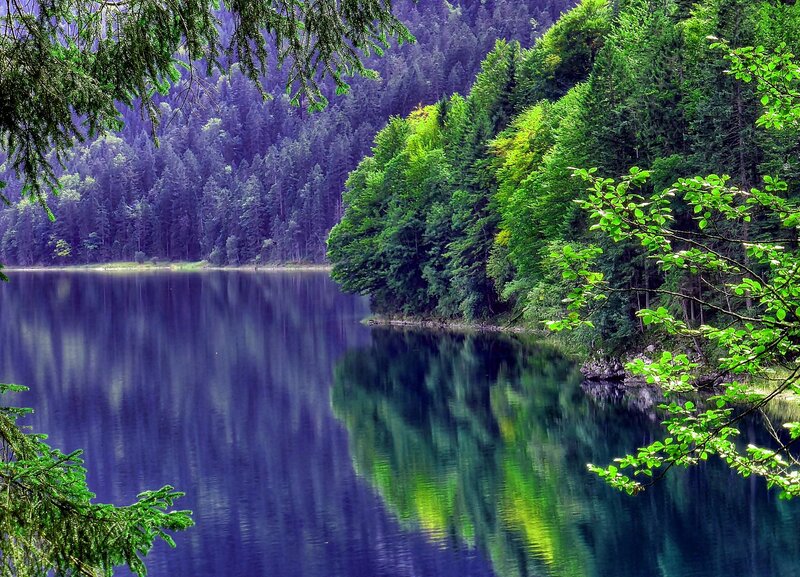 Forest Lake Reflection — Green, Serene, Afternoon, Photograph, Trees, Branches