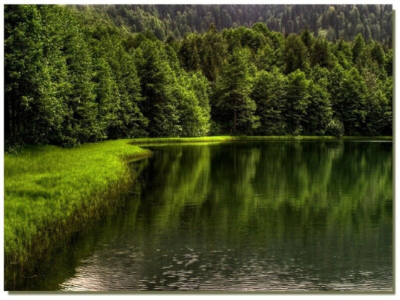 Forest Lake Reflection — Green, Serene, Afternoon, Photograph, Trees, Grass