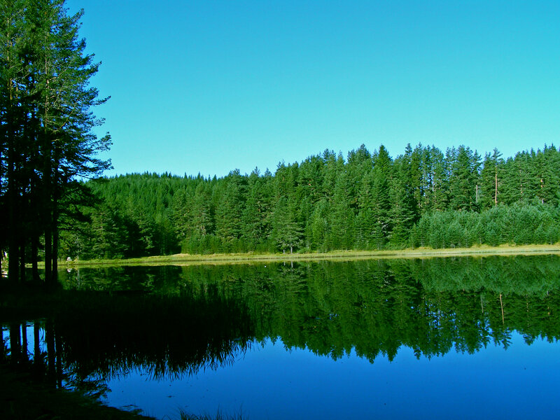 Forest Lake Reflection — Green, Serene, Afternoon, Photograph, Trees, Sky