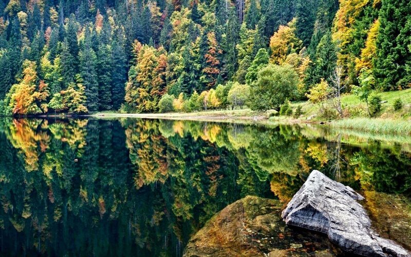 Forest Lake Reflection — Green, Serene, Autumn, Photograph, Trees