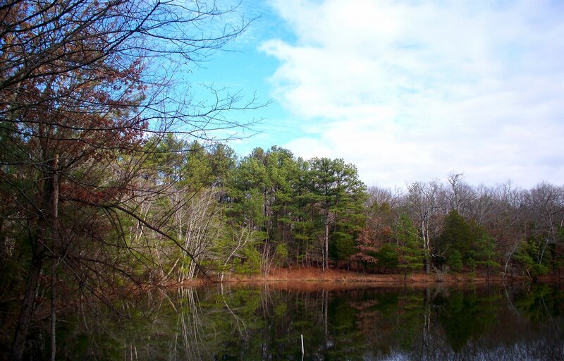Forest Lake Reflection — Green, Serene, Autumn