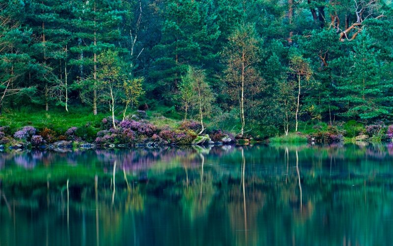 Forest Lake Reflection — Green, Serene, Morning, Photograph, Trees, Flowers