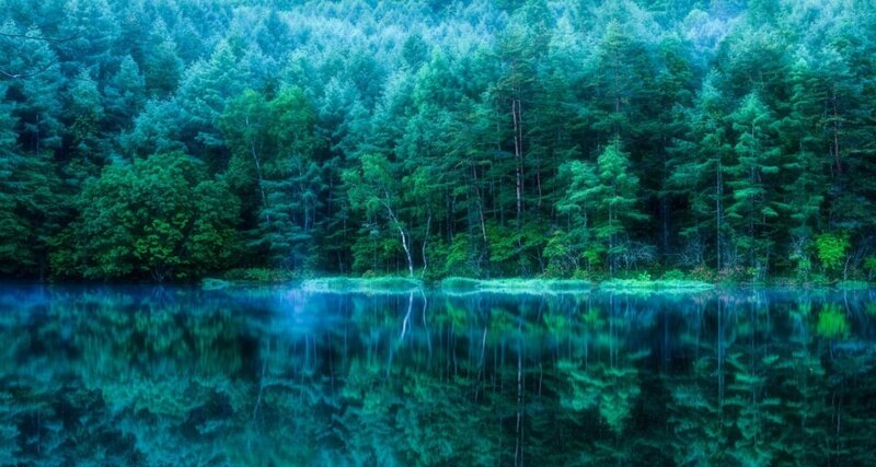 Forest Lake Reflection — Green, Serene, Photograph, Trees