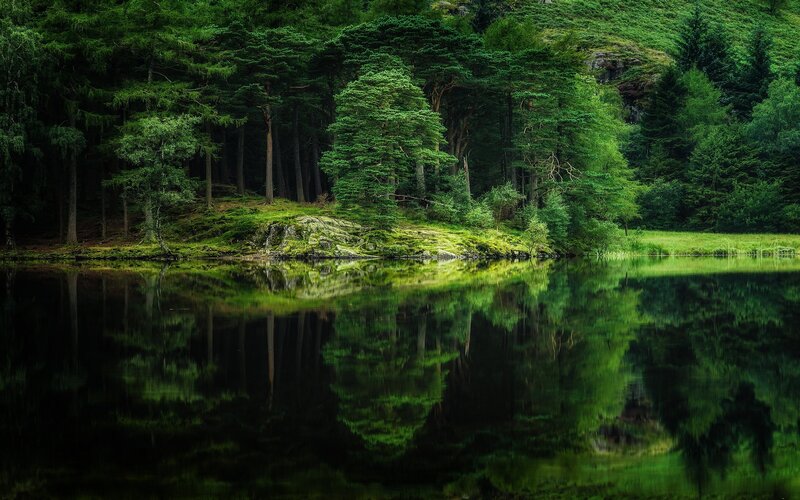 Forest Lake Reflection — Green, Serene, Photograph, Trees, Water, Rocks