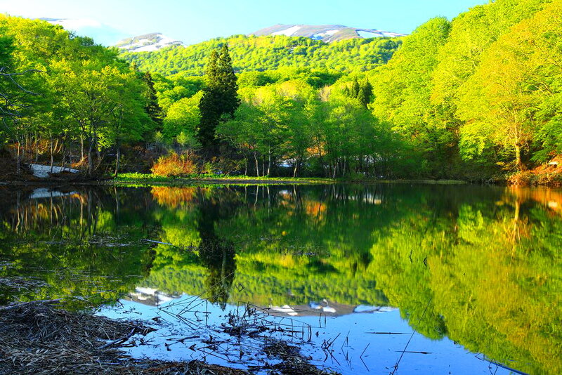 Forest Lake Reflection — Green, Serene, Spring, Photograph