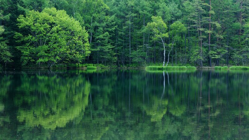 Forest Lake Reflection — Green, Serene, Summer, Photograph