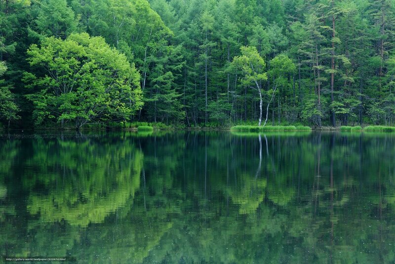Forest Lake Reflection — Green, Serene, Summer
