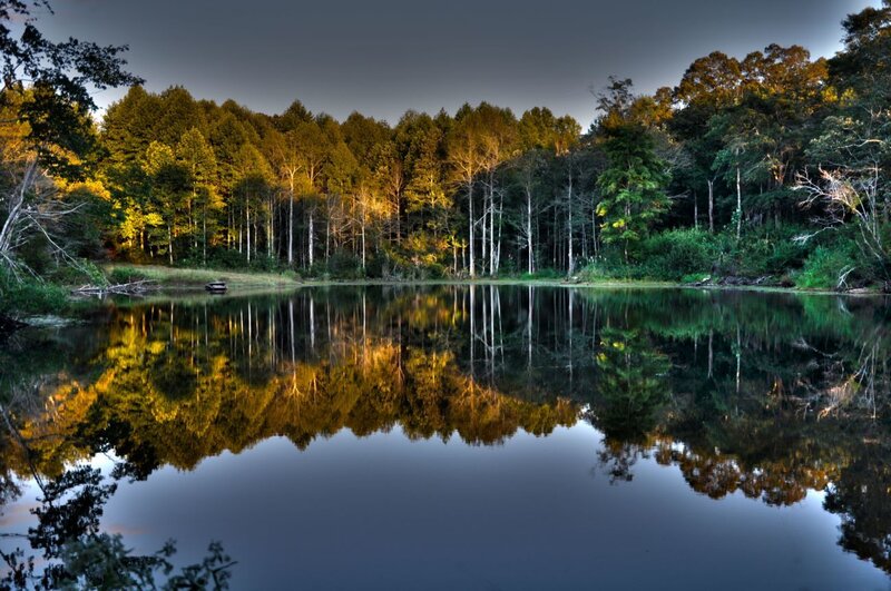 Forest Lake Reflection — Green, Serene