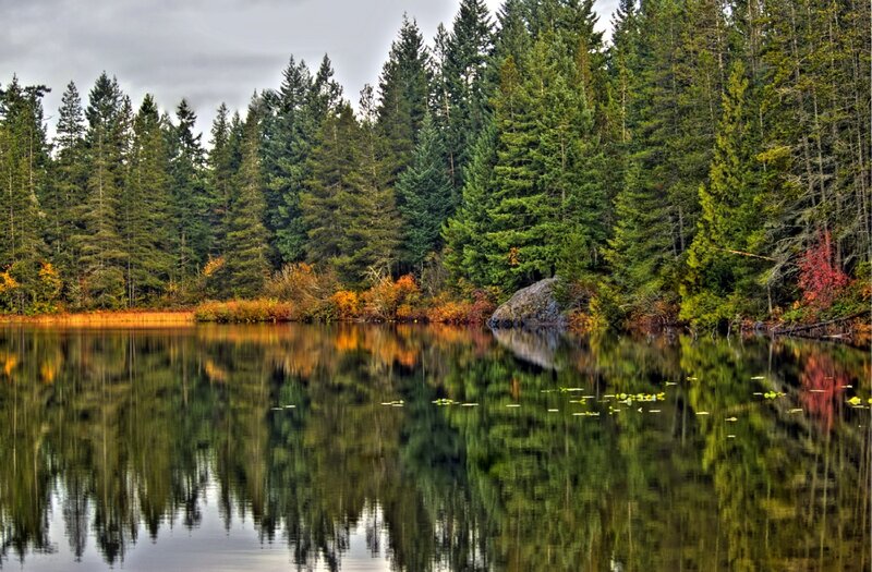 Forest Lake Reflection — Green