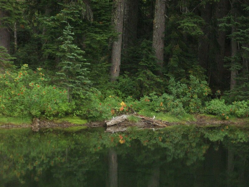 Forest Lake Shore