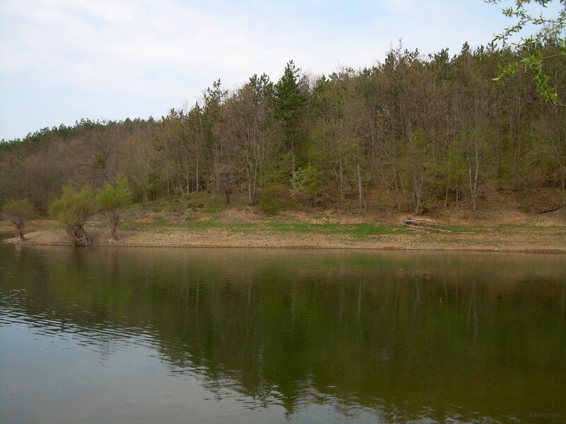 Forest lake shoreline