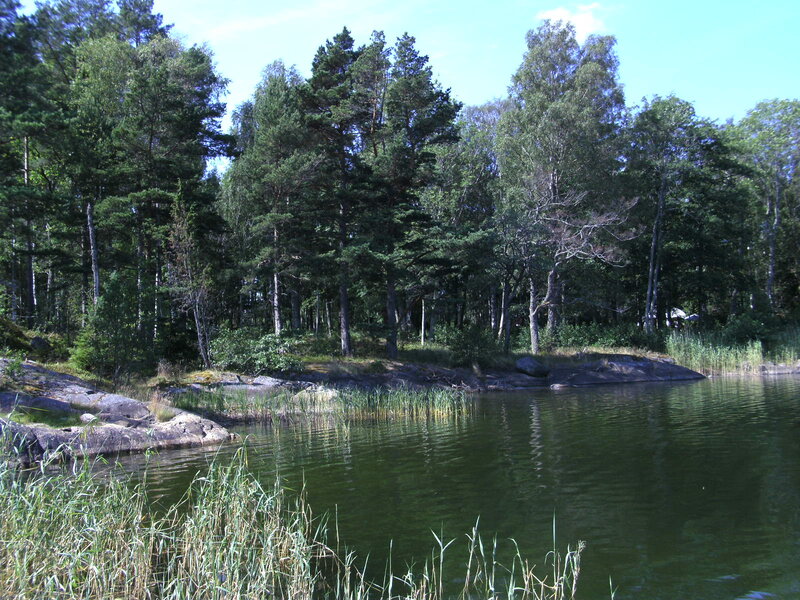 Forest Lake Shoreline — Green, Serene