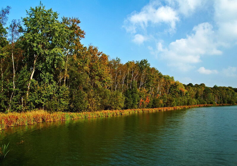 Forest Lake Shoreline — Green