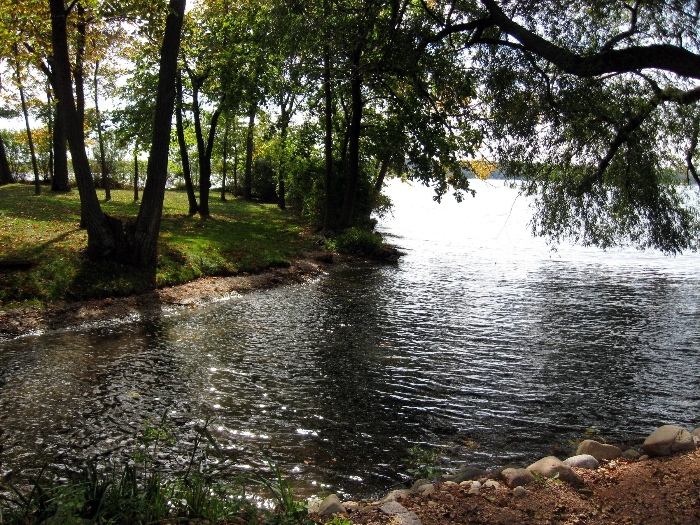 Forest lake shoreline