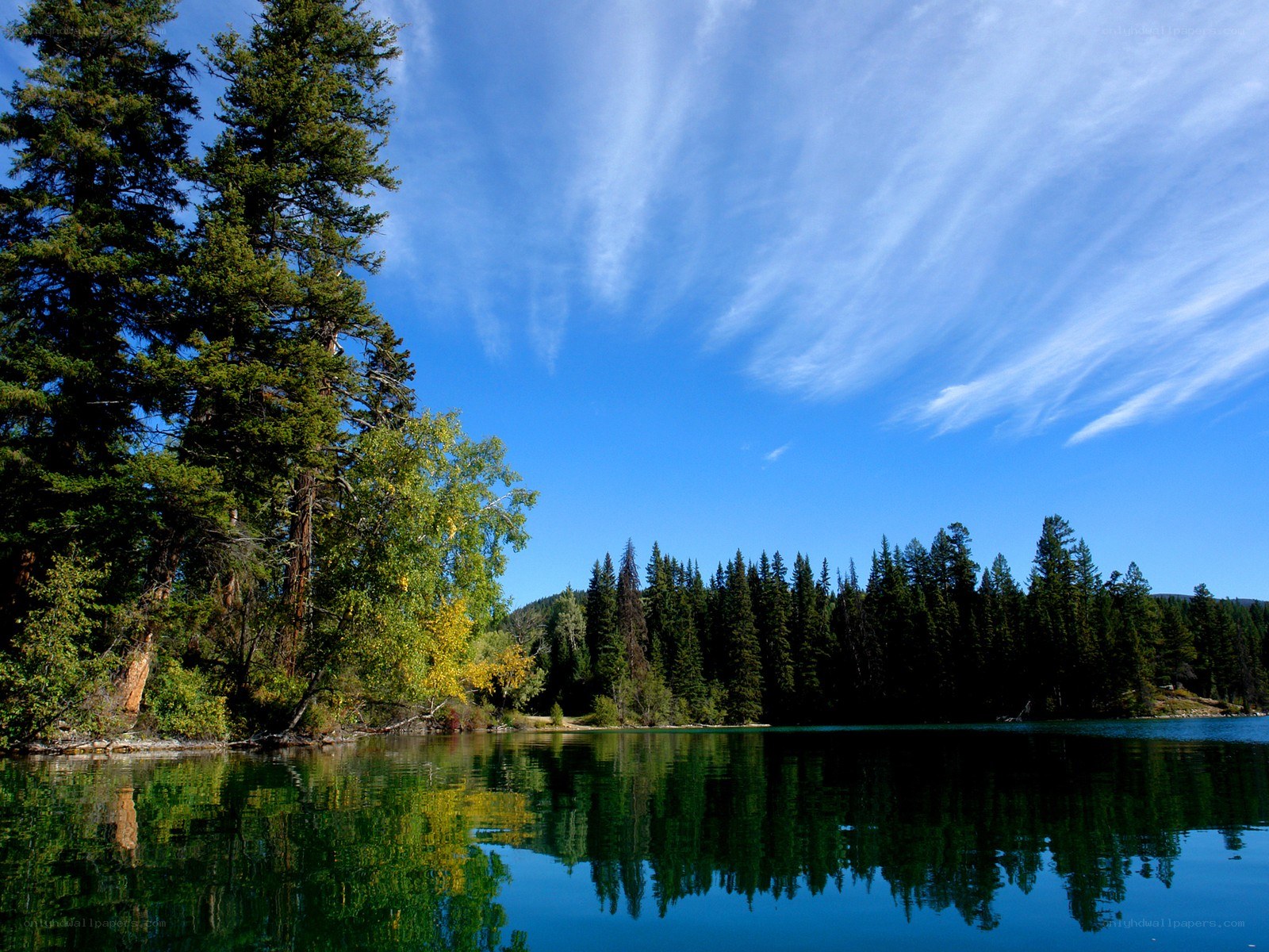 Forest lake under blue sky