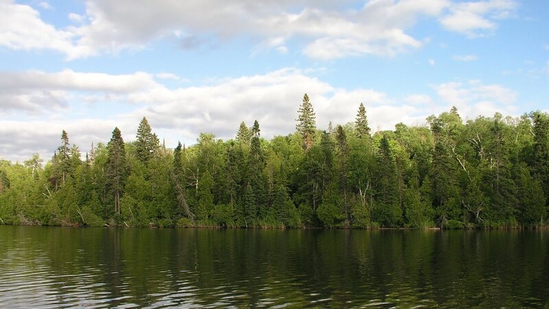 forest lake under cloudy sky
