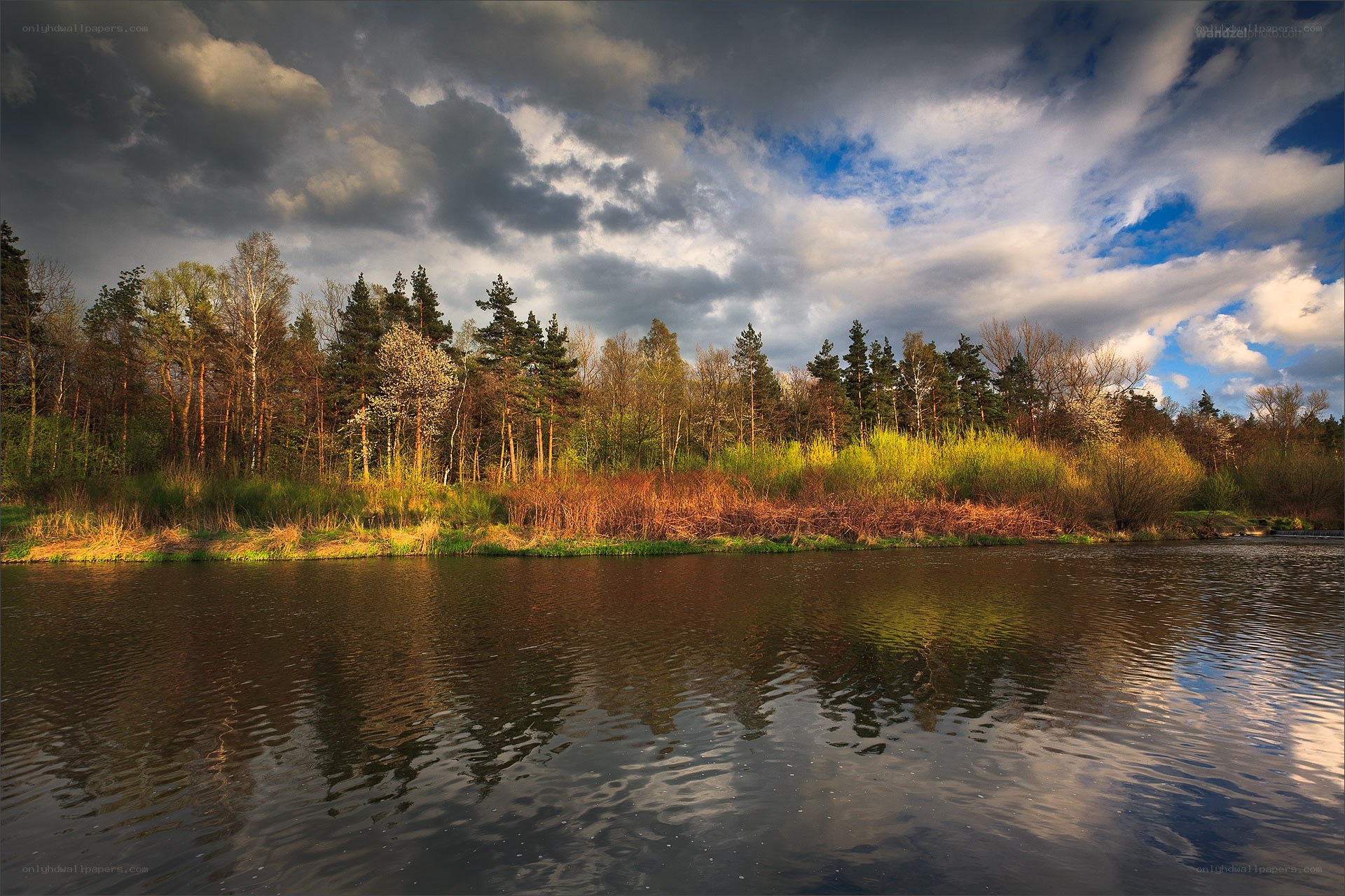 Forest lake under cloudy sky