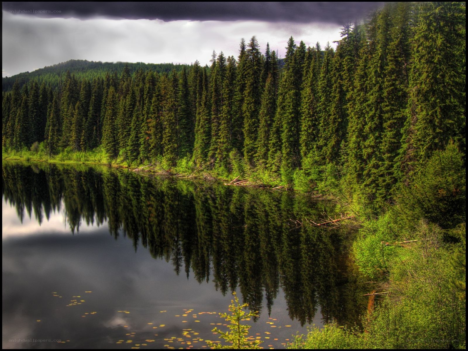 Forest lake under stormy sky