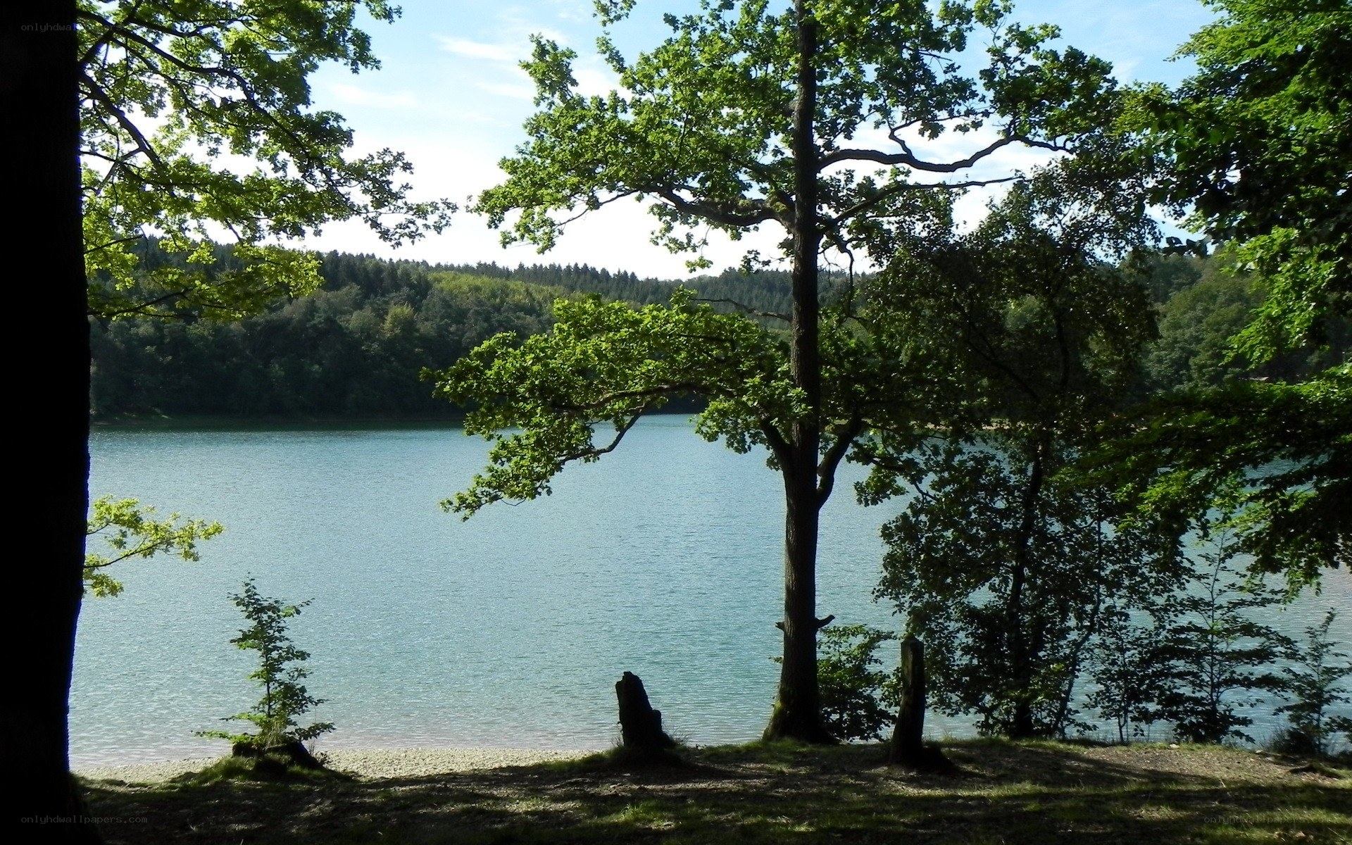 Forest lake view