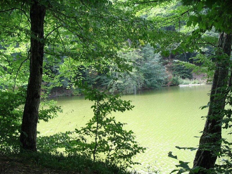 Forest lake view