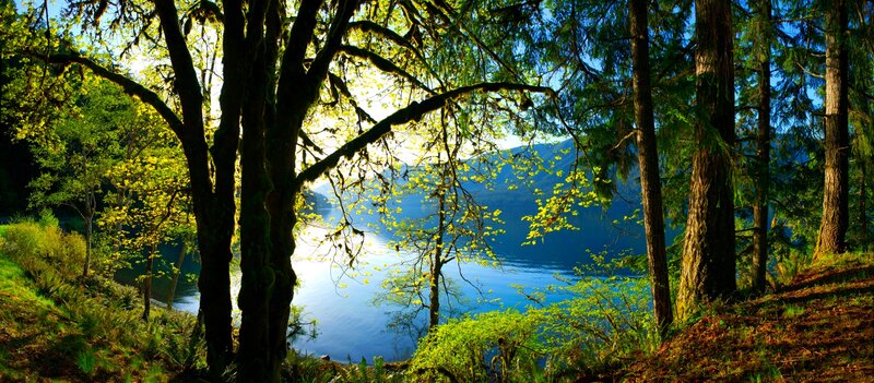 Forest Lake View — Green