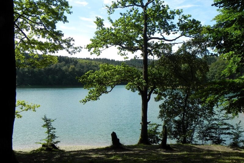 Forest lake view