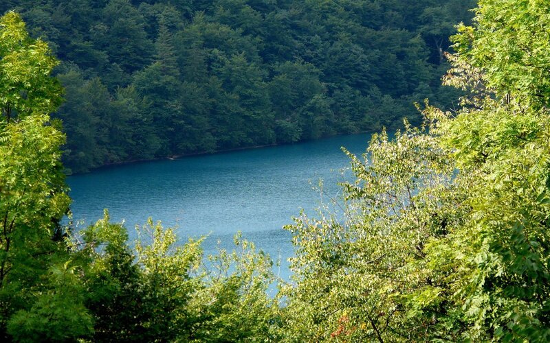 Forest lake viewed through trees
