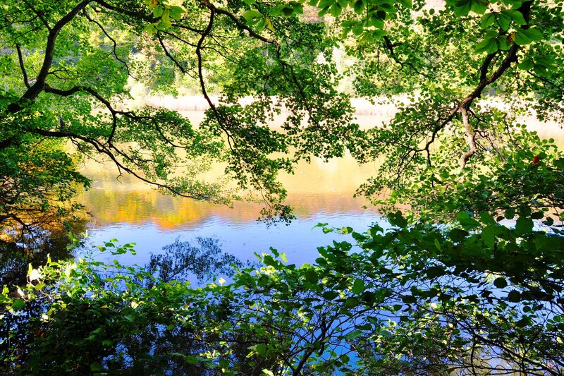 Forest lake viewed through trees