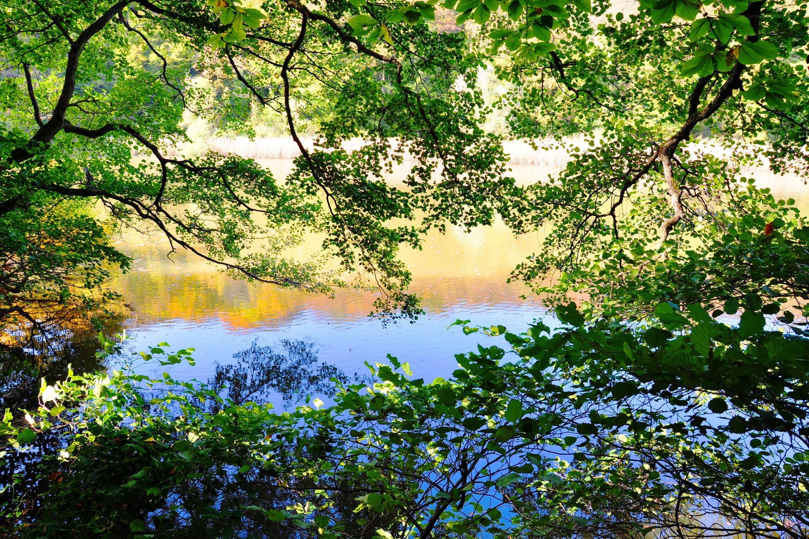 Forest lake viewed through trees