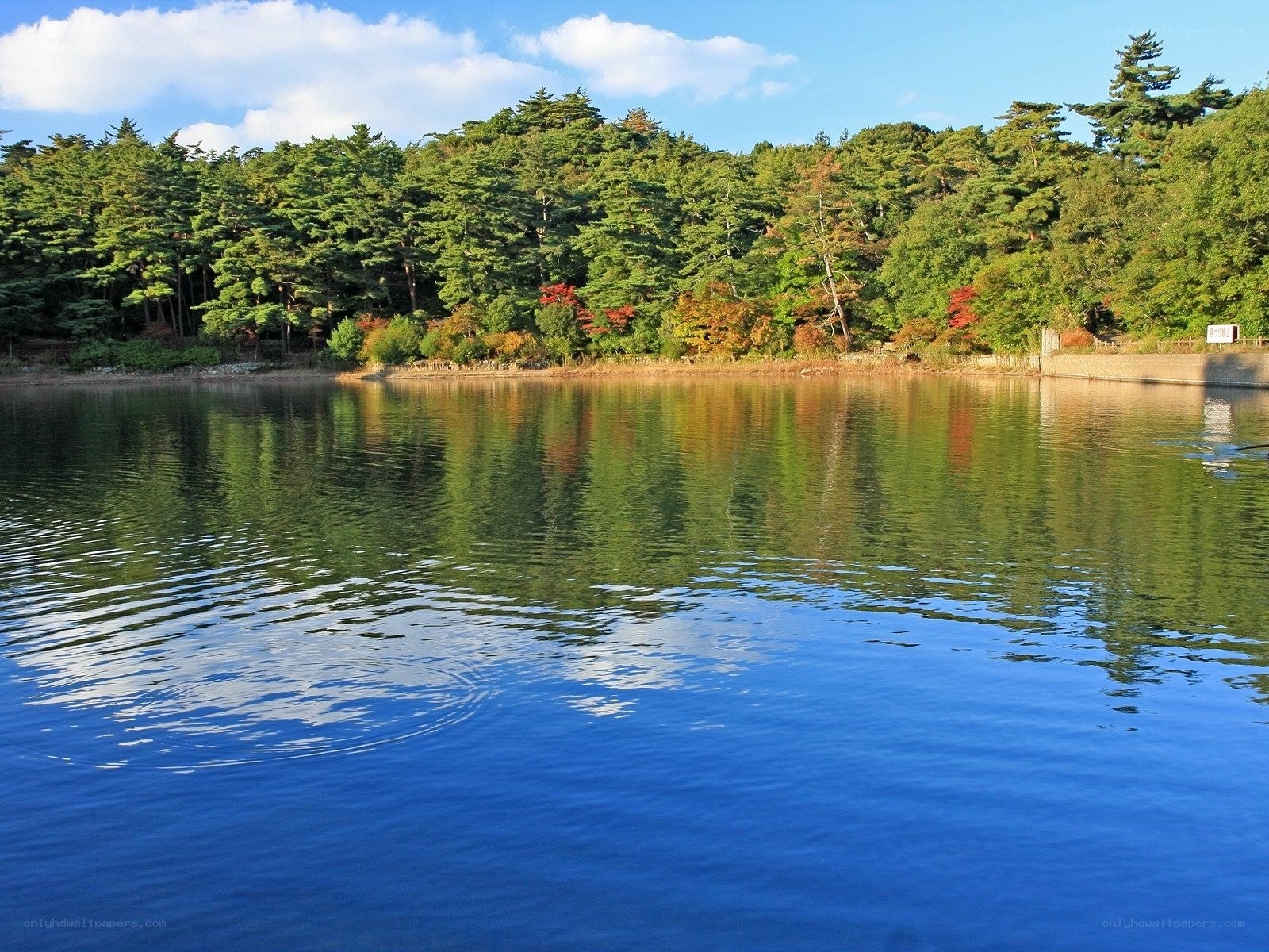 Forest lake with autumn colors