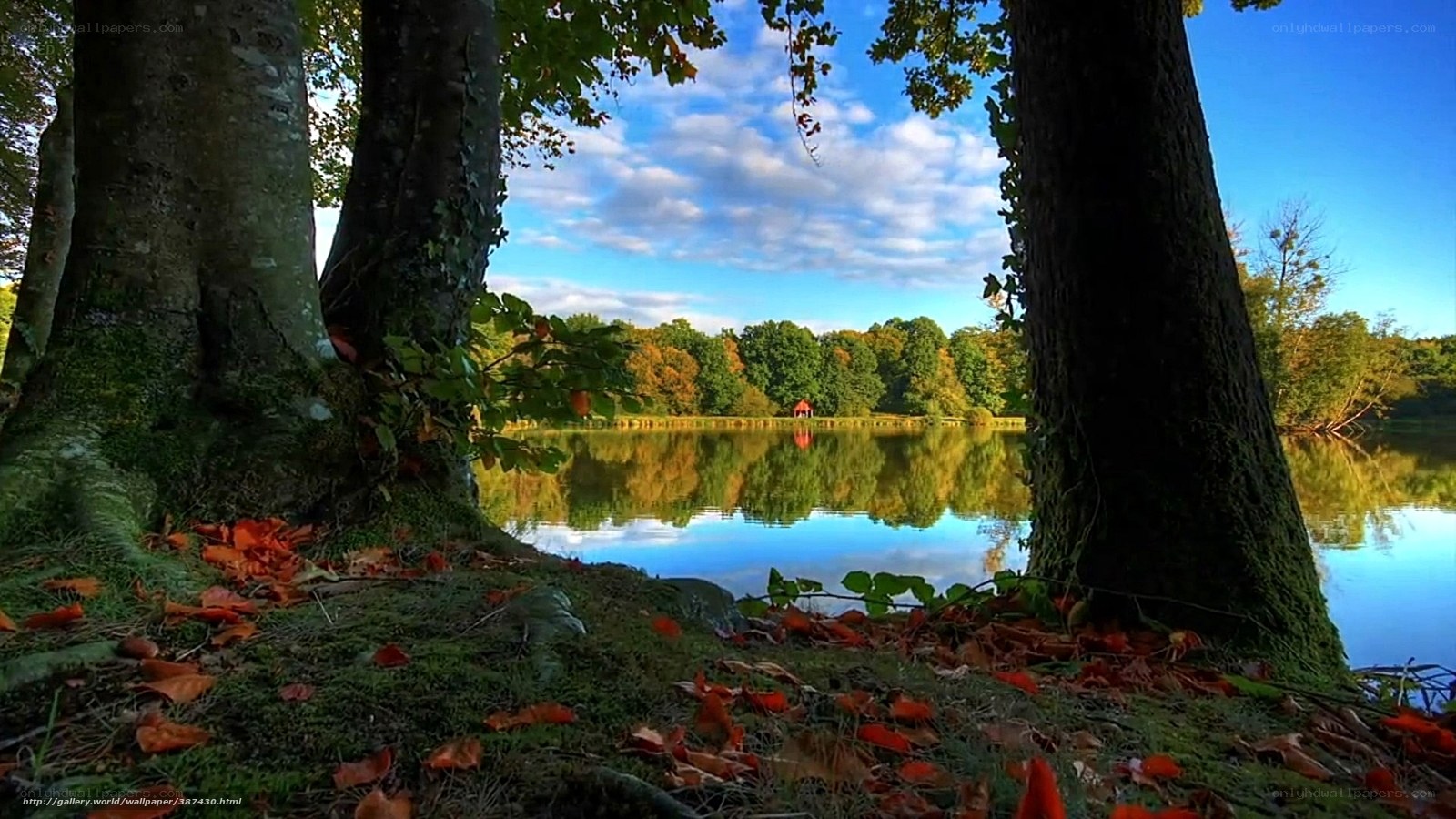 Forest lake with autumn leaves