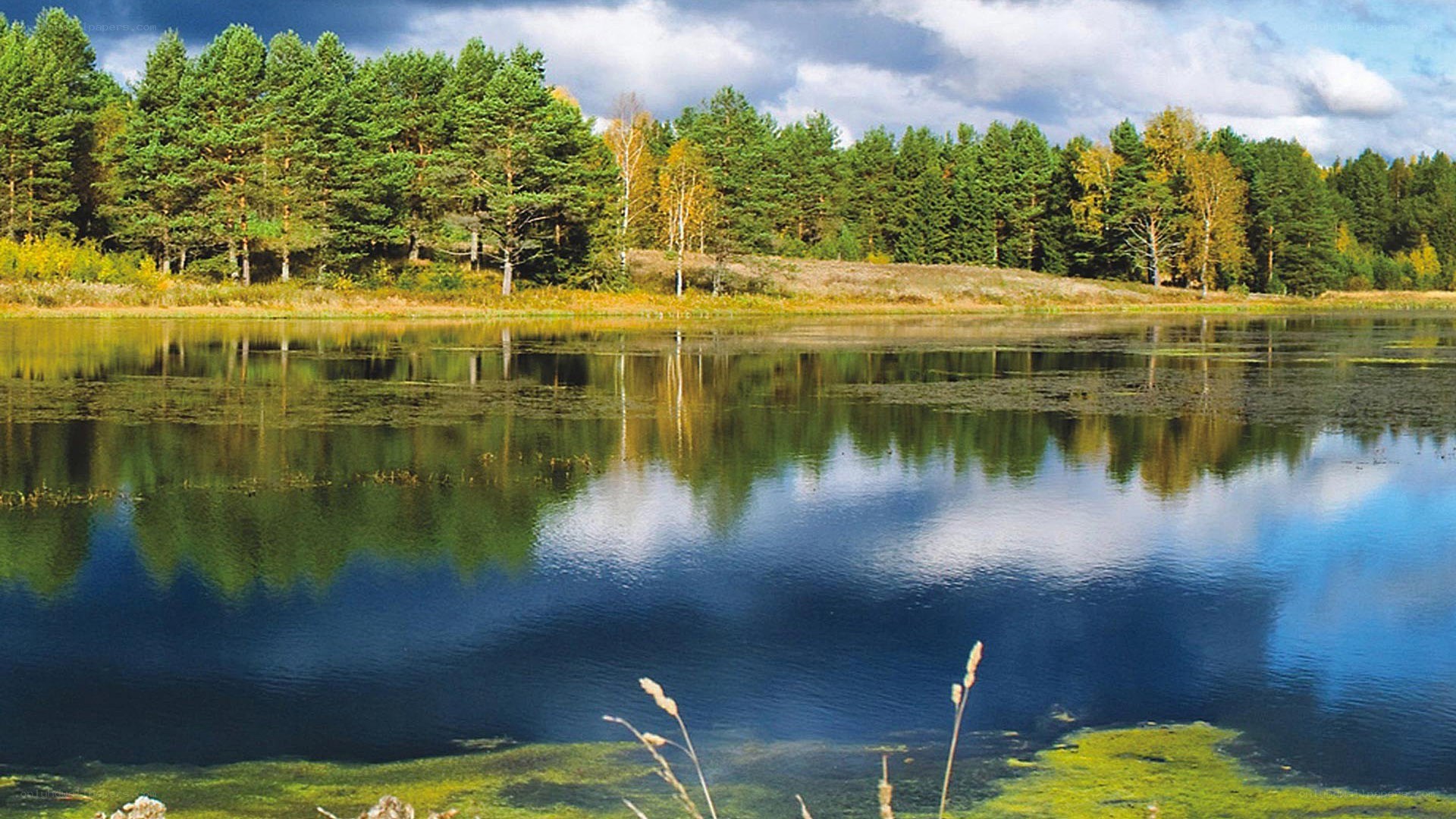 Forest lake with autumn trees