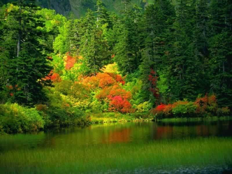 Forest Lake with Autumn Trees — Green, Serene, Photograph