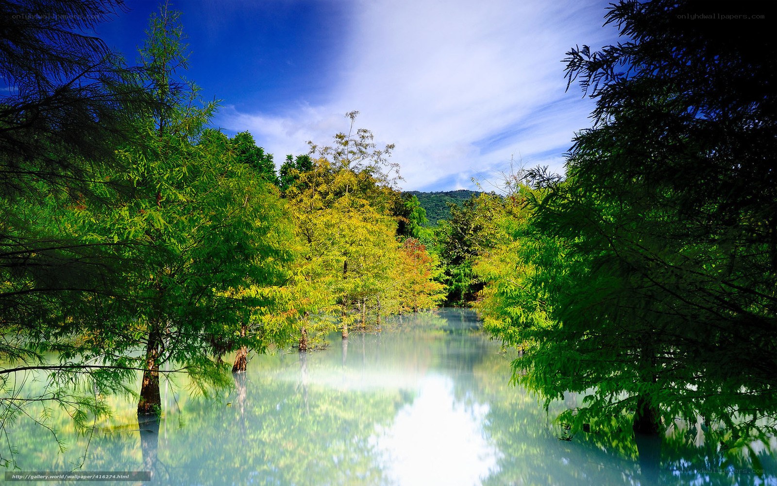Forest lake with autumn trees