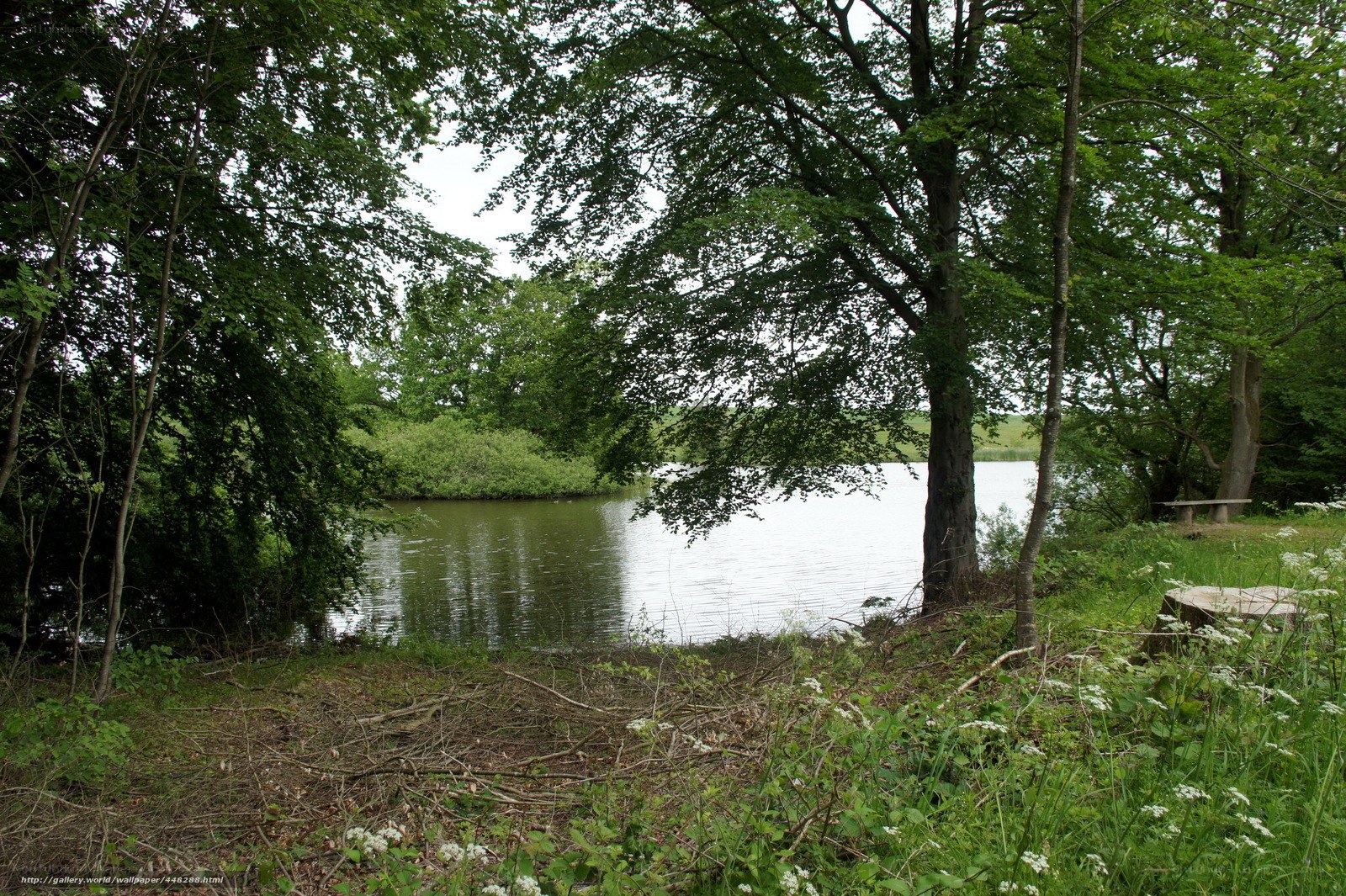 Forest lake with bench