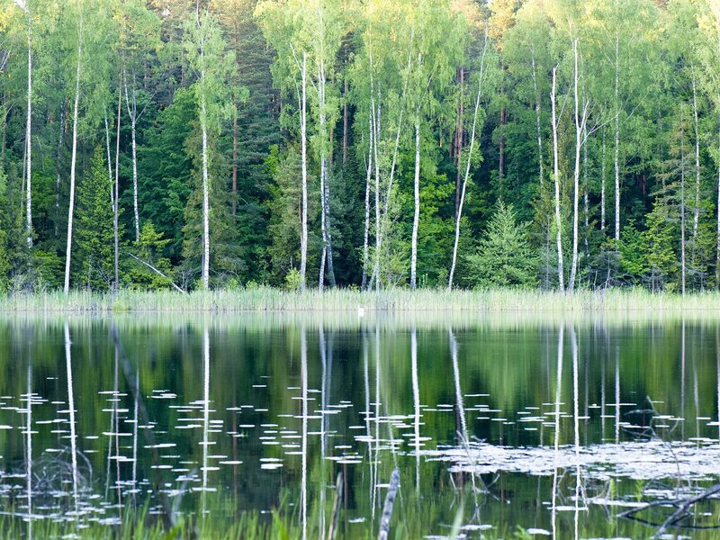 Forest lake with birch trees
