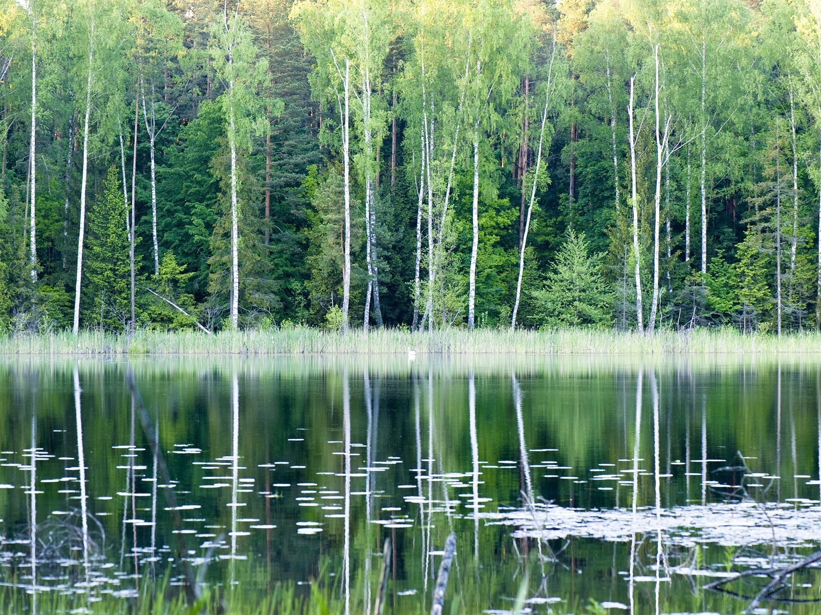 Forest lake with birch trees