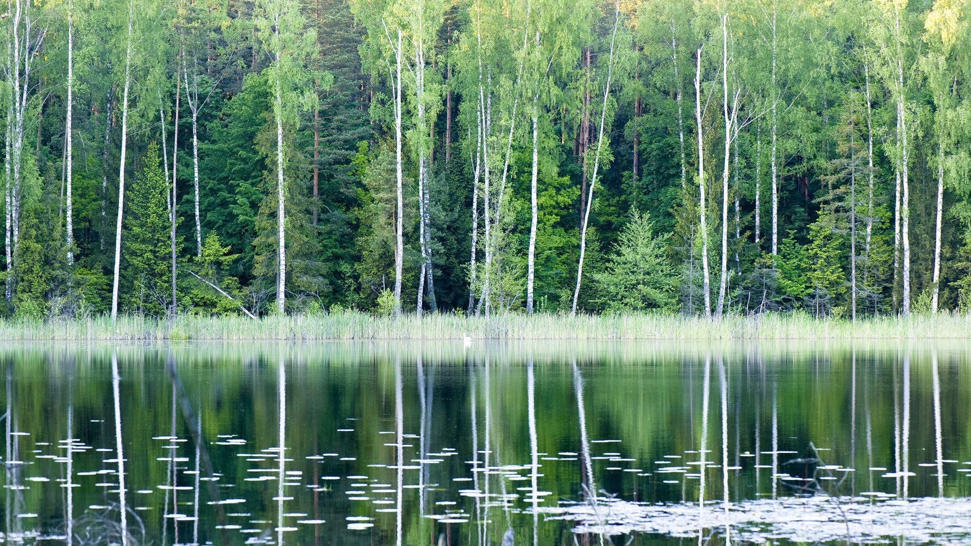 Forest lake with birch trees