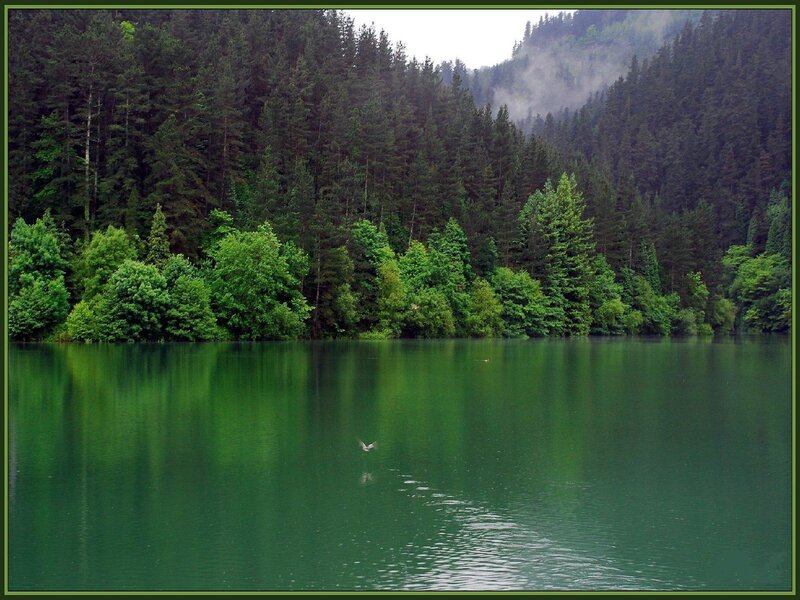 Forest lake with bird
