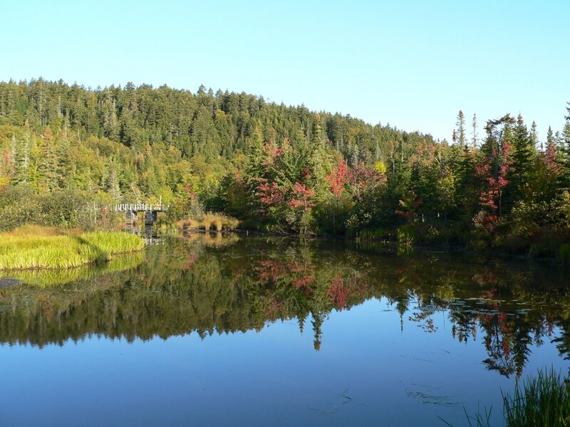 Forest Lake with Bridge