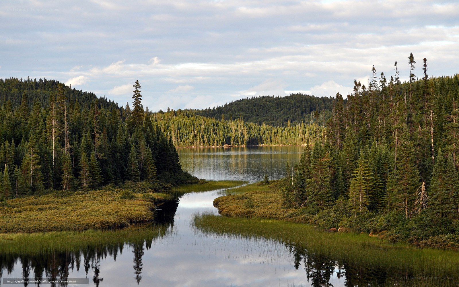 Forest lake with calm waters