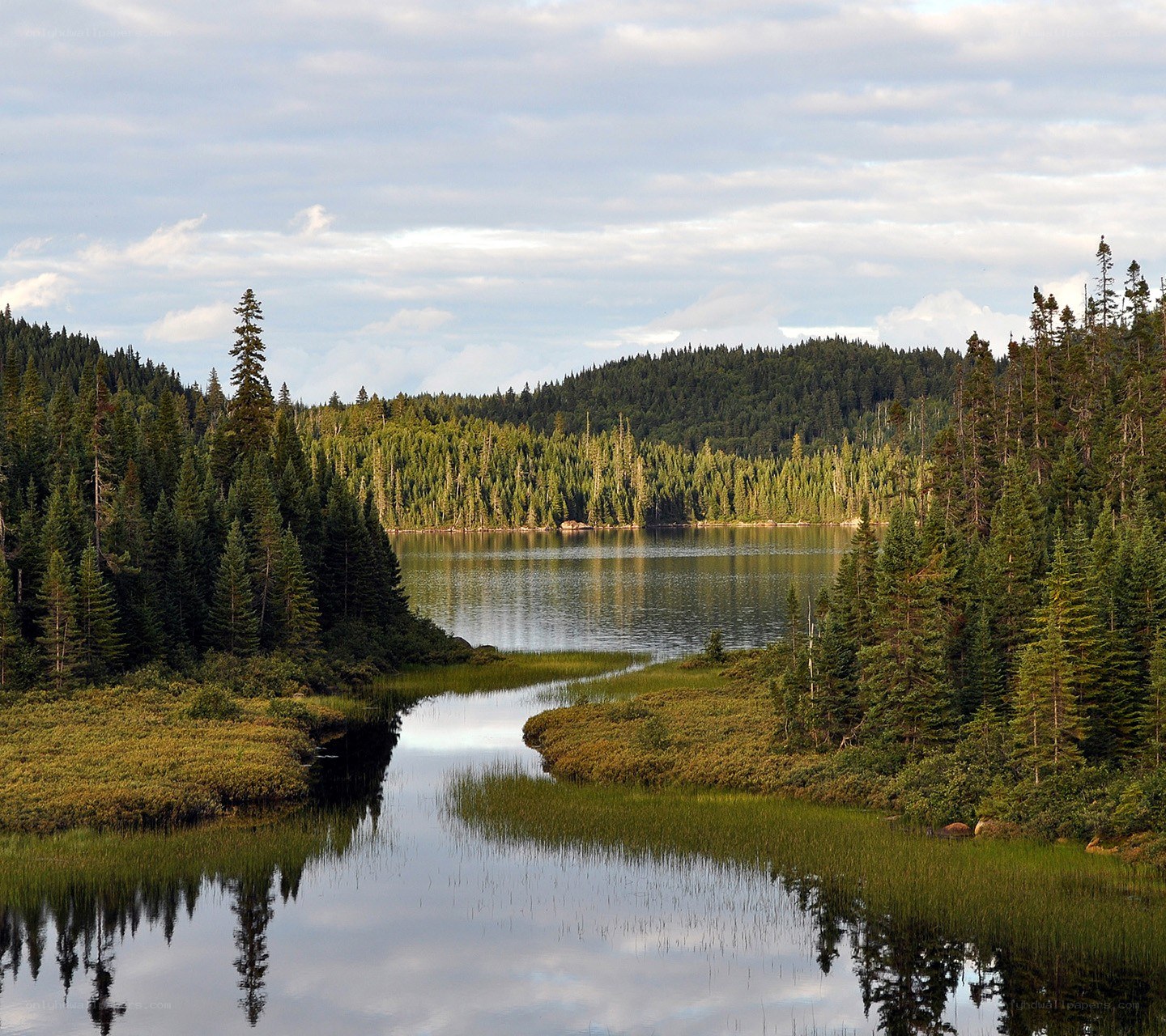 Forest lake with calm waters