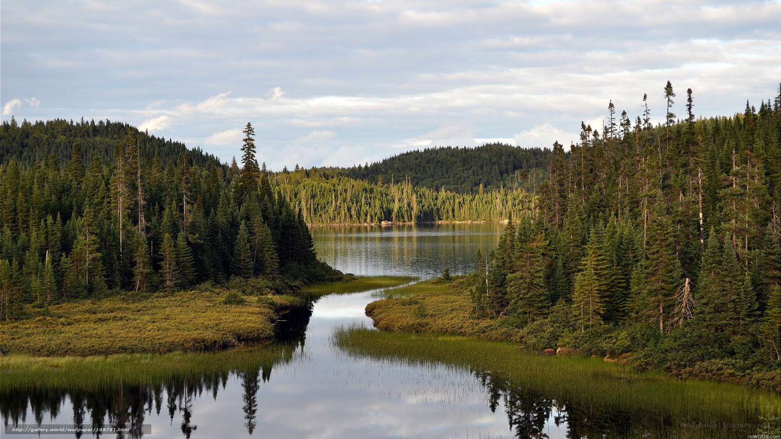 Forest lake with calm waters
