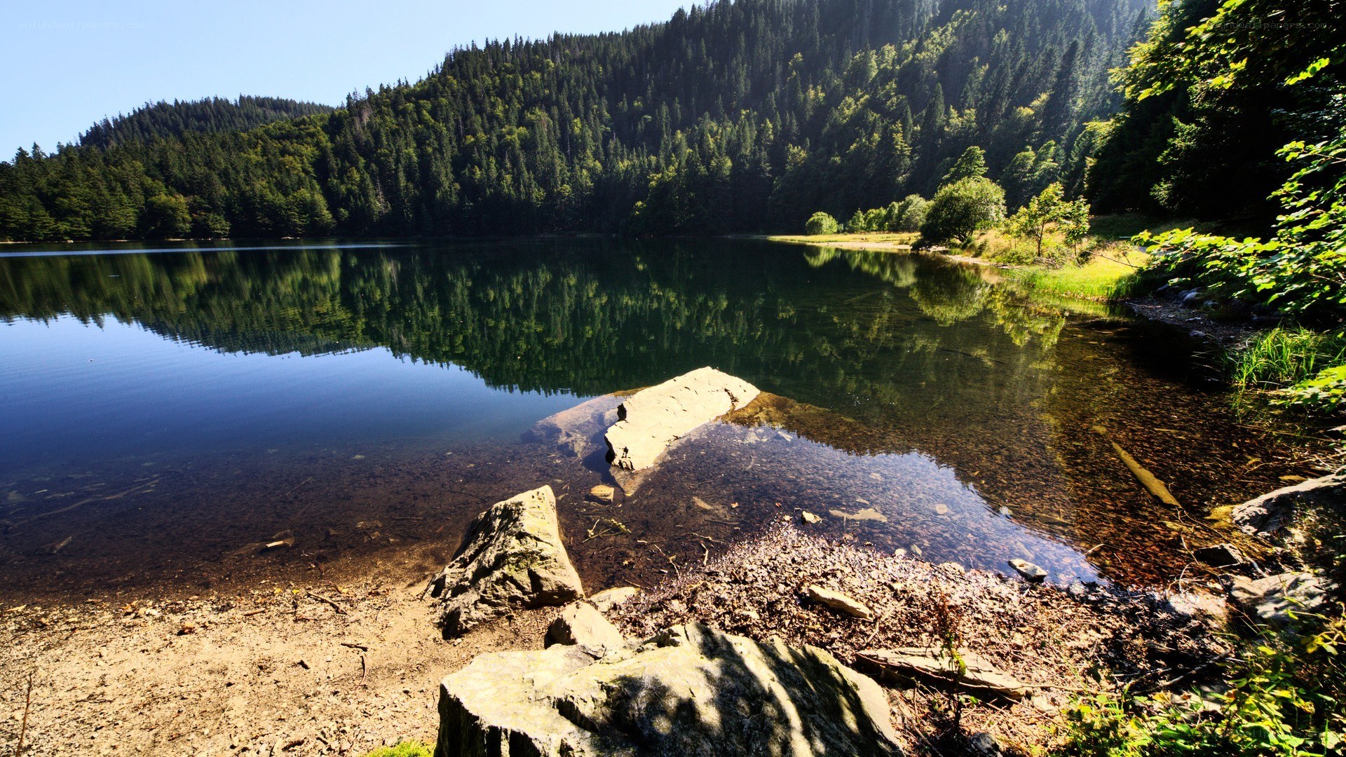 Forest lake with clear reflection