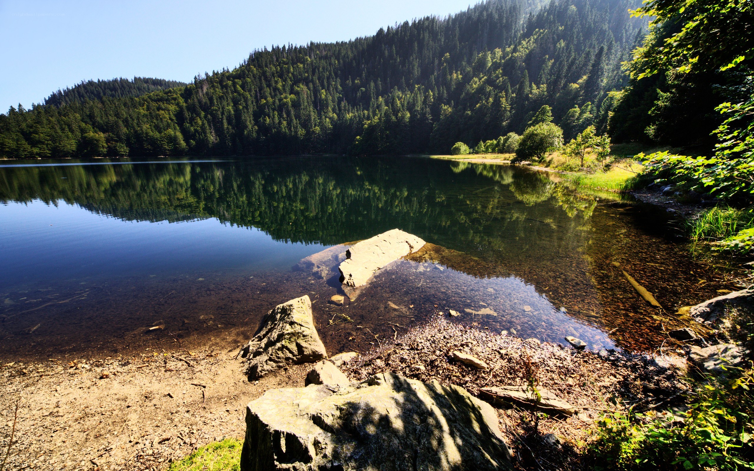 Forest lake with clear water