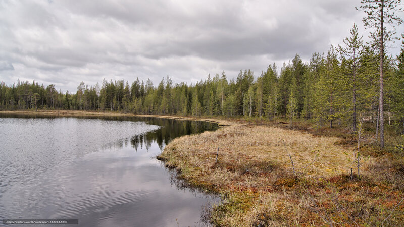 Forest lake with cloudy sky